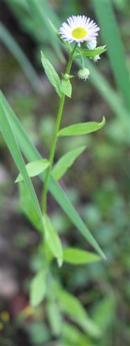 Feinstrahl(Erigeron annuus(L.))