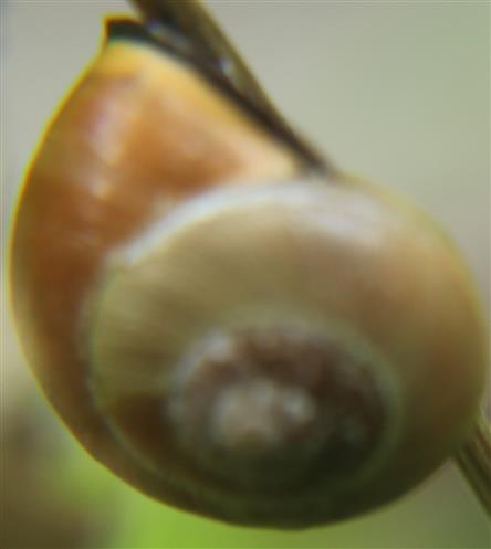 Hain-Bänderschnecke(Cepaea nemoralis(L. 1758)) 1 (nicht gestreifte Morphe)