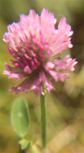 Wiesen- oder Rotklee(Trifolium pratense(L.))
