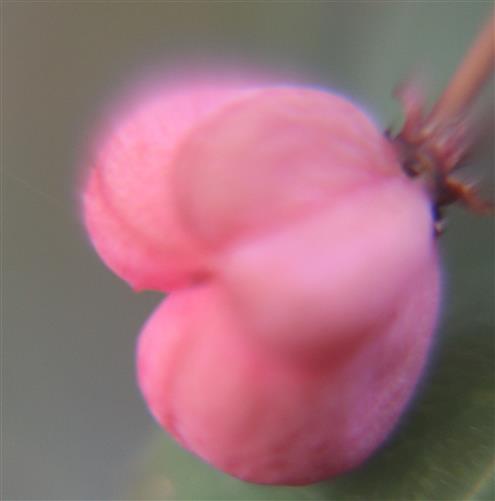 Kapselfrucht des Europäischen Pfaffenhütchens(Euonymus europaeus(L.))