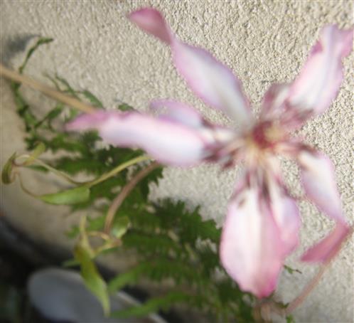 Blüte einer Waldrebe(Clematis) im Licht des Nachmittags