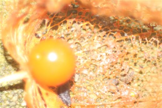 Beere der Lampionblume(Physalis alkekengi(L.))