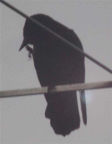 Junge Saatkrähe(Corvus frugilegus(L. 1758)) auf der Antenne des Feuerwehrgerätehauses Eibelshausen sich putzend