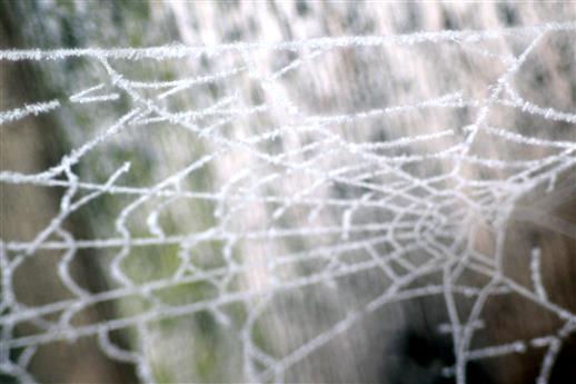 Spinnennetz mit Raureif besetzt 2