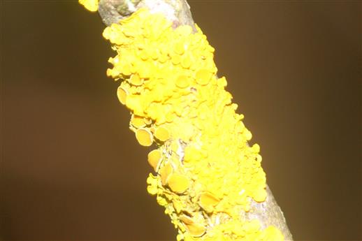 Gewöhnliche Gelbflechte (Xanthoria parietina) auf Zweigen 01