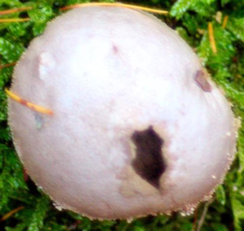 Dickschaliger Kartoffelbovist(Scleroderma citrinum(Pers.))