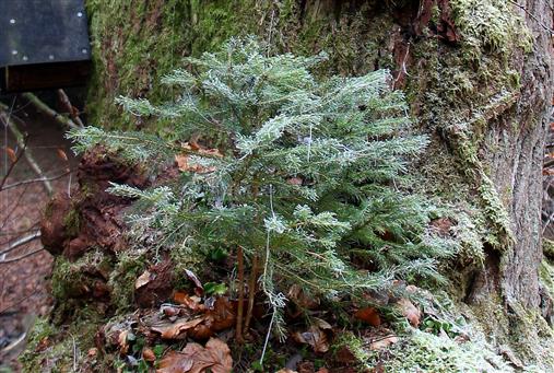 Fichtenaufwuchs(Picea abies(A.Dietr.)) auf einer Eberesche(Sorbus aucuparia(L.))
