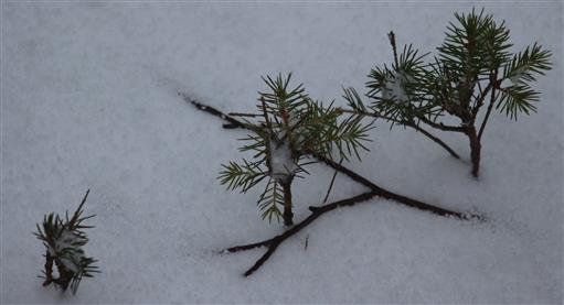 Naturverjüngung der Gemeinen Fichte(Picea abies(L. )) im Schnee