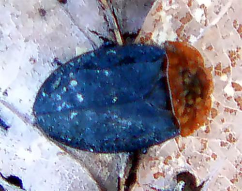 Rothalsige Silphe(Oiceoptoma thoracicum(L. 1758))