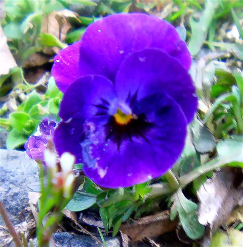 Blaues Stiefmtterchen(Viola)