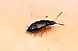 Schwarzstreifiger Blütenkurzflügler(Staphylinidae)(Eusphalerum abdominale)