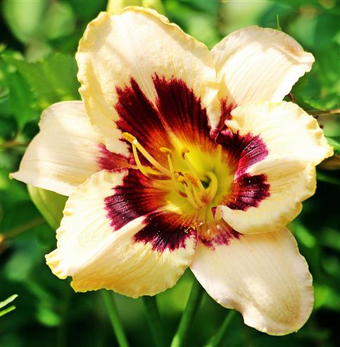 Blüte einer Lilie(Lilium bosniacum(Beck Ex Fritsch)