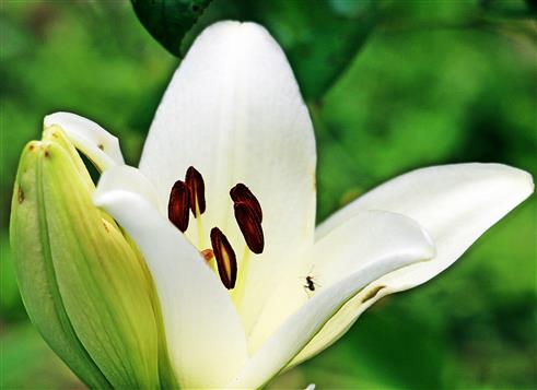 Wegameise(Lasius niger(L. 1758)) in einer weißen Lilie(Lilium album)