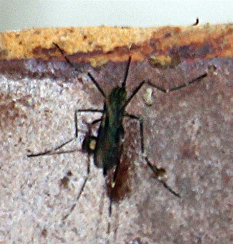 Asiatische Buschmücke(Aedes japonicus(Theobald 1901))  - ein etwas 