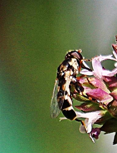 Gemeine Keulenschwebfliege(Syritta pipiens(L. 1758)) beim Blütenbesuch