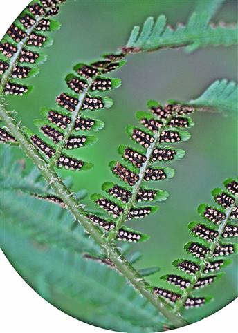 Sori auf der Unterseite eines Farnblattes bzw. -wedels des Wurmfarnes(Dryopteris filix-mas(Adans.))