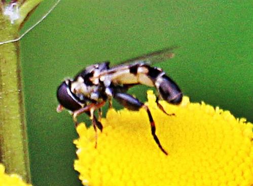 Kleine Mistbiene oder Gemeine Keulenschwebfliege(Syritta pipiens(L. 1758)) beim Bltenbesuch auf Rainfarn(Tanacetum vulgare(L.))