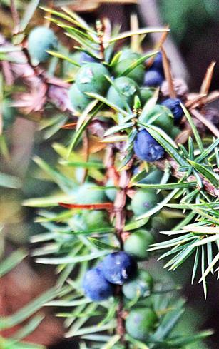 Beerenfrmige Wacholderzapfen an Wacholder(Juniperus communis(L.))