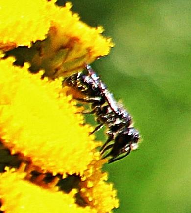 Scherenbiene(Chelostoma florisomme(L. 1758)) beim Bltenbesuch