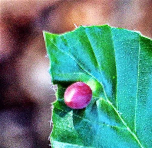 Galle der Buchengallmücke(Mikiola fagi(Hart.) auf einem Rotbuchenblatt(Fagus sylvatica(L.))