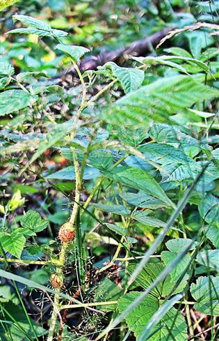 Gallen an Himbeere(Rubus idaeus(L.)) verursacht durch die Gallmücke(Lasioptera rubri)
