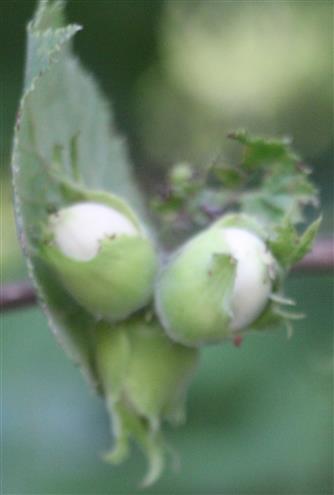 Unreife Haselnüsse der Gemeinen Hasel(Corylus avellana(L.))