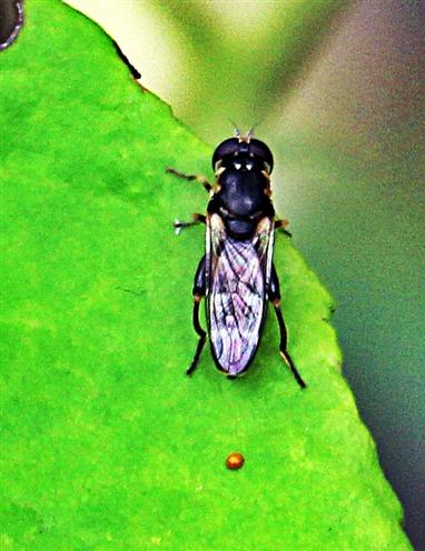 Gemeine Keulenschwebfliege oder Mistbiene(Syritta pipiens(L. 1758)) auf einem Blatt ruhend