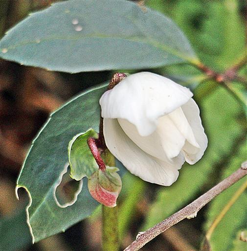 Blüten einer stinkenden Nieswurz bzw. Christrose(Helleborus niger(L.))
