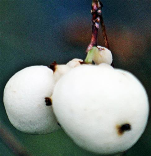 Steinfrüchte der Gewöhnlichen Schneebeere(Symphoricarpos albus(L.)S.F. Blake)