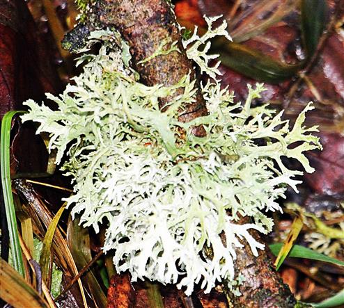 Pflaumenflechte(oder auch Eichenmoos)(Evernia prunastri(L.)Ach.)
