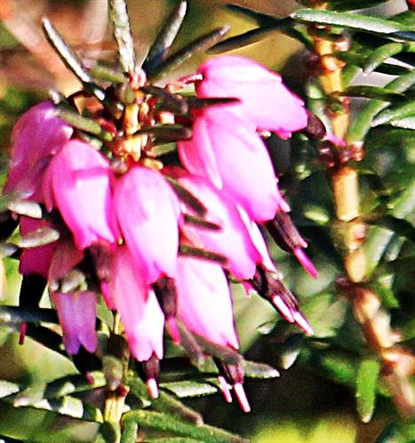 Blüten einer Besenheide(Caluna vulgaris(L.))