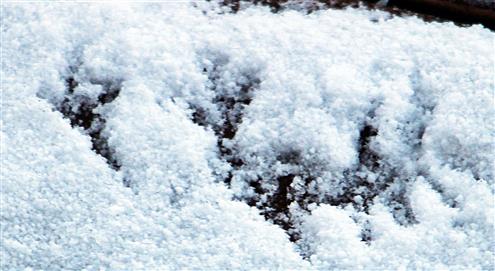 Fußspuren(Trittsiegel) eines Amselhahnes(Turdus merula(L. 1758)) im Schnee