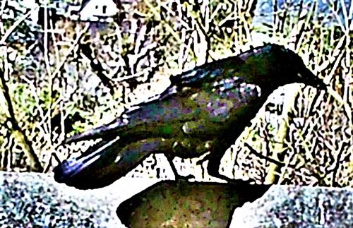 Saatkrähe(Corvus frugilegus(L. 1758)) am Rande eines Komposthaufens