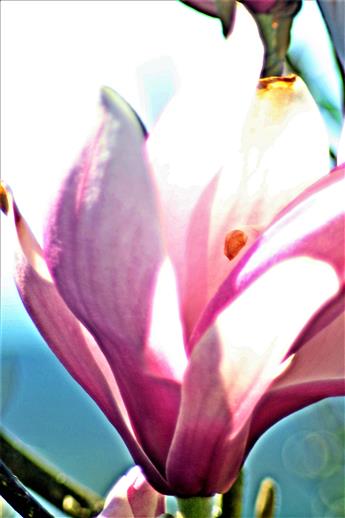 Blüte der Purpur-Magnolie(Magnolia liliiflora(Desr.))