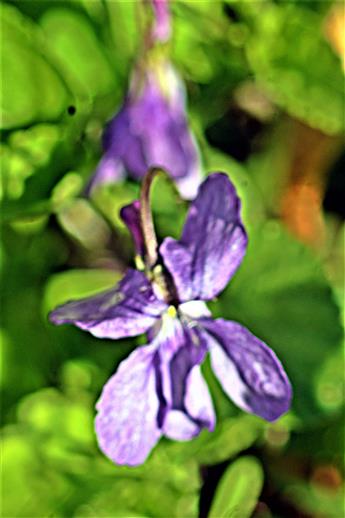 Wald-Veilchen(Viola reichenbachiana(Boreau))