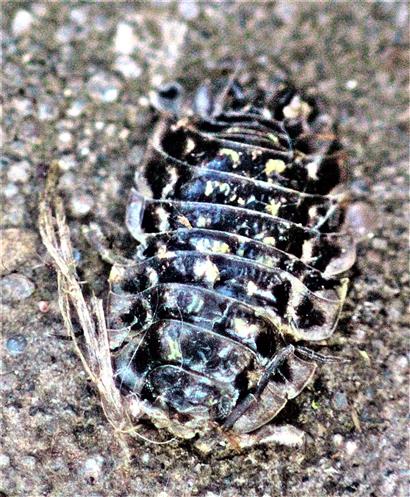 Mauerassel(Oniscus asellus(L. 1758))