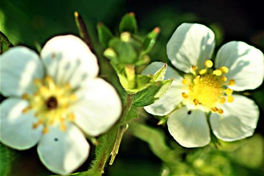 Blüten einer Walderdbeere(Fragaria vesca(L.))