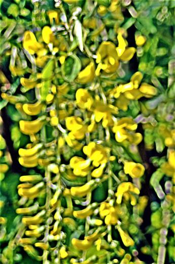 Blütentraube eines Gemeinen Goldregens(Viburnum anagyroides(Fabr.))
