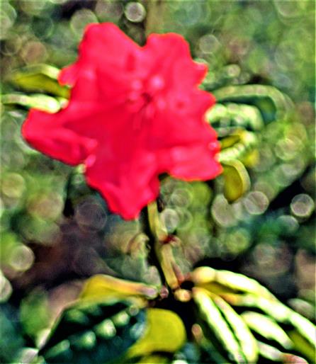 Rotblühende Alpenrose(Rhododendron(L.) - wohl eine Züchtung)