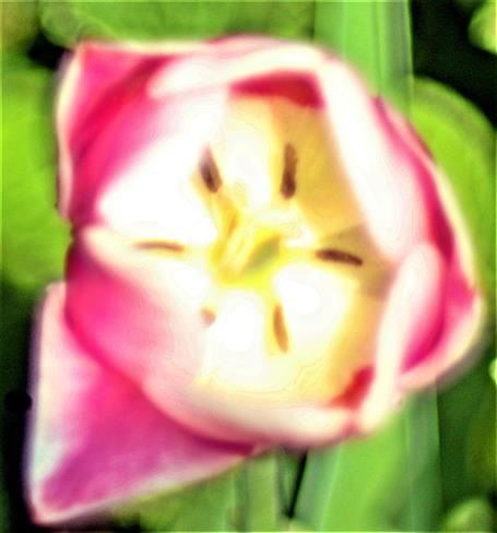 Tulpenblüte(Tulipa(L.))