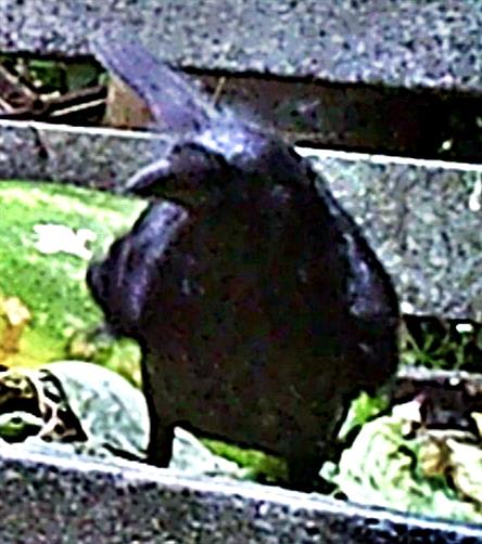 Junge Saatkrähe(Corvus frugilegus(L. 1758)) auf einem Komposthaufen