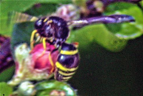 Töpferwespe(Gymnomerus laevipes(Shuckard 1837)) an der Blüte einer Zwergmispel(Cotoneaster(Medik.))