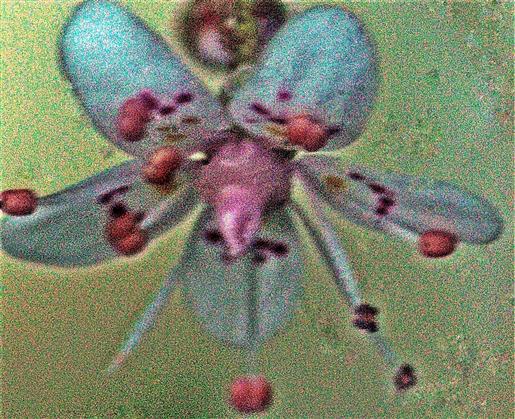 Blüte eines Porzellanblümchens(Saxifraga xurbium(D. A. Webb))