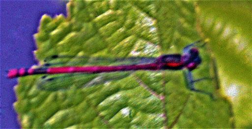 Frhe Adonislibelle(Pyrrhosoma nymphula(Sulzer 1776))