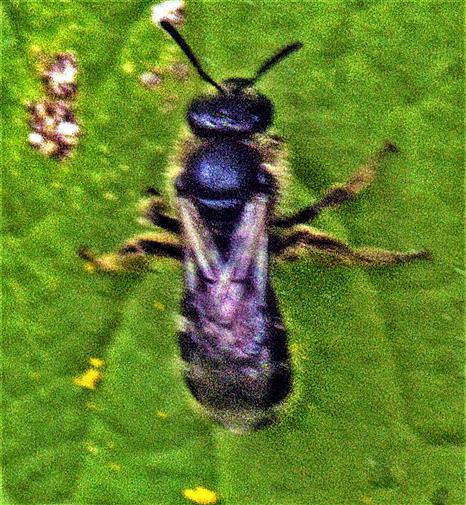 Gemeine Sandbiene(Andrena flavipes(Panzer 1799)) beim 