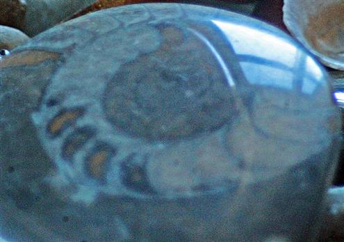 Ammonit(Oberes Devons)