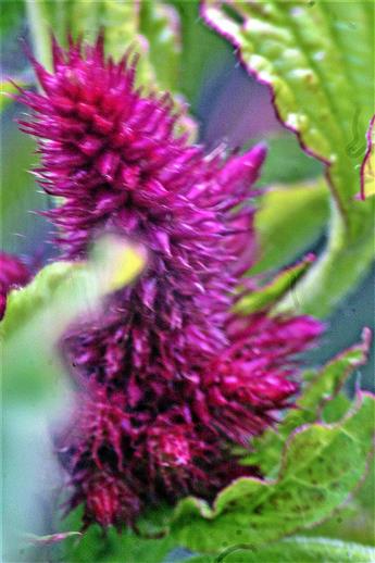 Blütestand eines Fuchsschwanzes(Amaranth)(Amaranthus(L.))