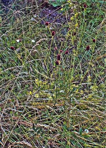 Großer Wiesenknopf(Sanguisorba officinalis(L.))