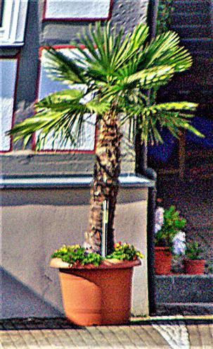Fächerpalme(Chinesische Hanfpalme)(Kübelpflanze) (Trachycarpos fortunei(Hook.)H. Wendl.)