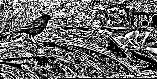 Amselhahn(Turdus merula(L. 1758)) an einem Tümpel(Vogeltränke)(INR-Foto)